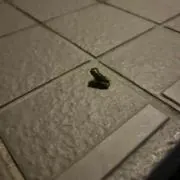 ごん