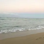 たよんの画像