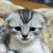 ☆まりも☆の画像