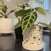 rianaの画像