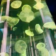 will o wisp 特典ステッカー あらき nqrse 直筆サイン - メルカリ