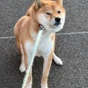 ゆめのの画像