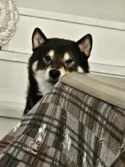 ダークナイト柴犬