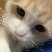 lunaの画像