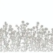 なのはなの画像