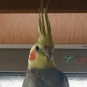 tama