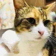 かにぱんマンの画像