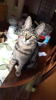 えーたんとの画像