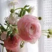 maronの画像
