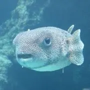 がの画像