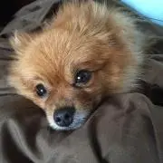 モモちゃんの画像