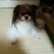 マロン