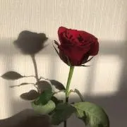 むちの画像