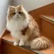 たんく