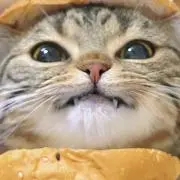 げんの画像