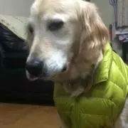 かっきー