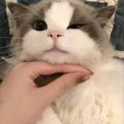✧の画像