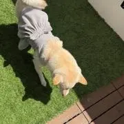 Byii
