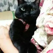 ゆうこ