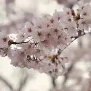 夏色（プロフ一読お願いします）の画像