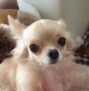 reo