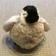 ぴっぴの画像