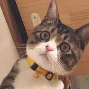 あずきの画像