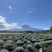 ゆの画像