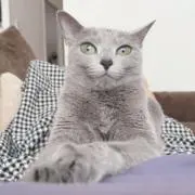 みみの画像