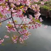 ナカタの画像