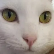 まめだいふく