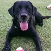 Bobby