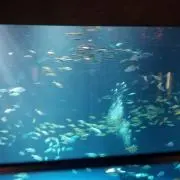 青木さん
