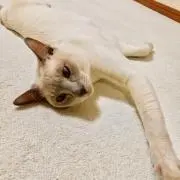 ももたに