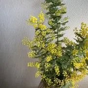ふわ.の画像