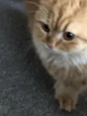 えりりんの画像
