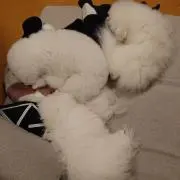 ハル