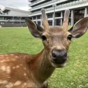 shumama