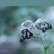 Rの画像