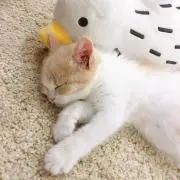 ゆきにんの画像