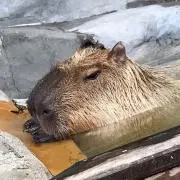 温泉カピパラの画像