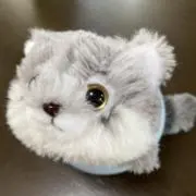 ぷしゅけ✴︎引越準備中✴︎の画像