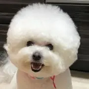 おもちの画像