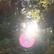 きなこ
