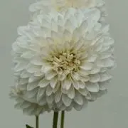 sachiの画像