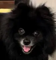 マッキーの画像