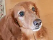 れん