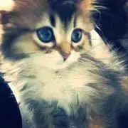 ふわりの画像