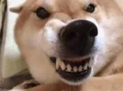 スパイシードッゴ