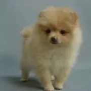 ギガ